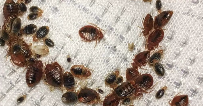 FUMIGACION DE CHINCHES EN CDMX PRECIO 2024