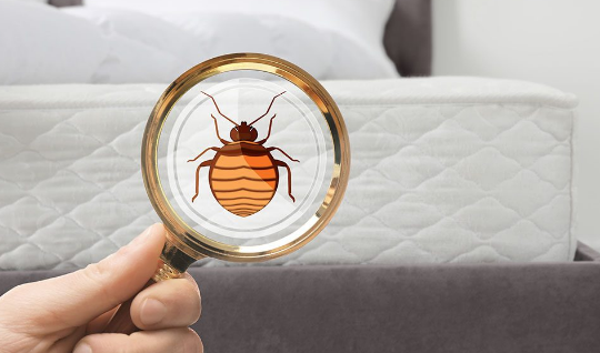 identifica tu plaga