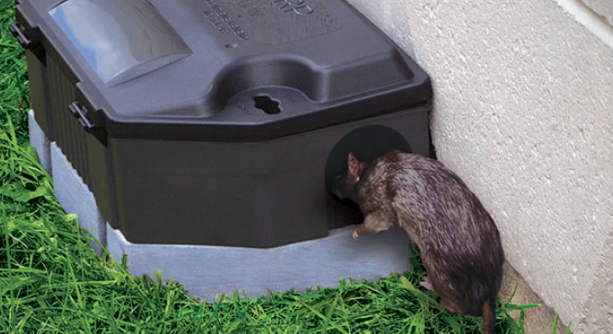 fumigaciones de ratas