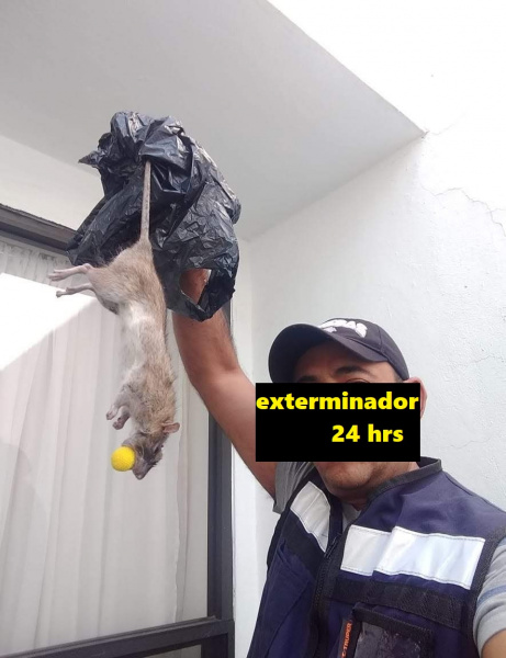 EXTERMINADOR DE RATAS 2025