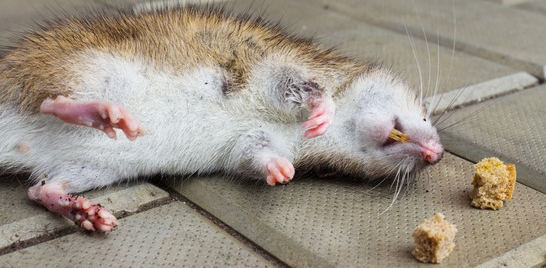 EXTERMINADOR DE RATAS EN MEXICO